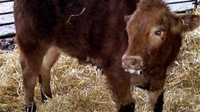 High risk of pasture contamination from lungworm and gutworm this August