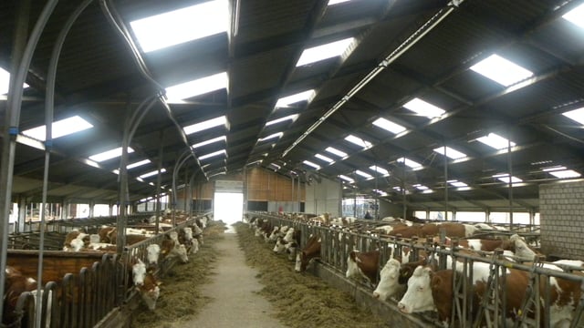 Swiss experience a cautionary tale on quota abolition
