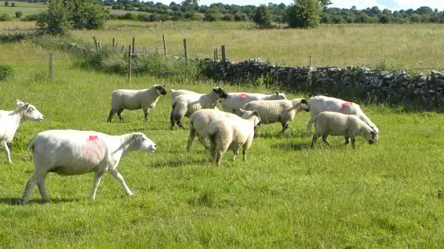 Technology lets farmers email pictures of sheep dung for worming analysis and advice
