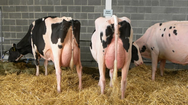 Hair extensions for cows to feature on Ear to the Ground