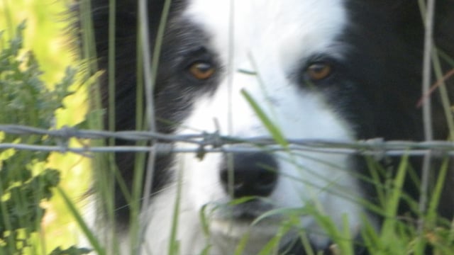 P45s could be on the way for sheepdogs
