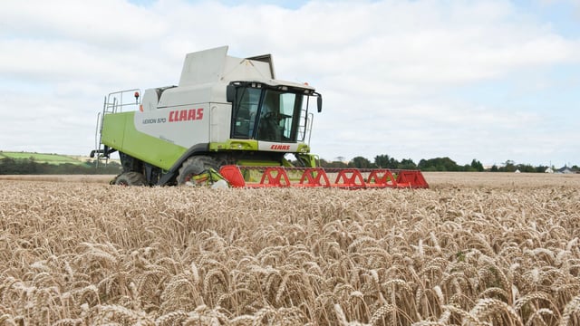 Will lodging be a problem in winter cereal crops this year?