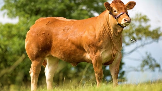 With a €164,000 price tag, UK heifer breaks Limousin world record
