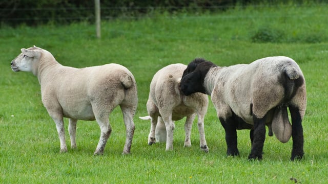 Preparing for the breeding season on sheep farms