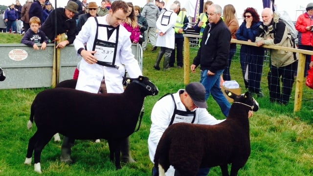 Tullamore Show - Sheep results