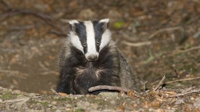 Badger vaccination to replace cull, when time is right - Coveney
