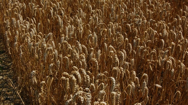 EU set to increase tariffs on wheat and maize from Russia