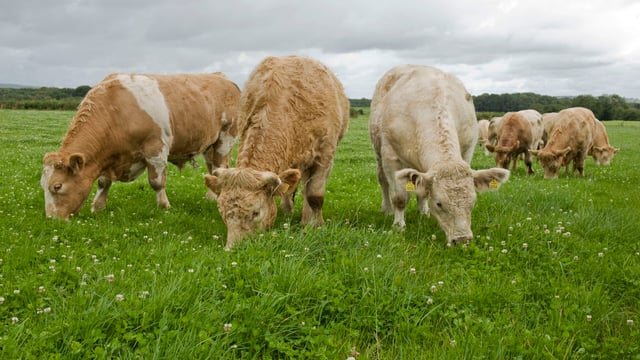Northern beef kill running 6% behind 2013
