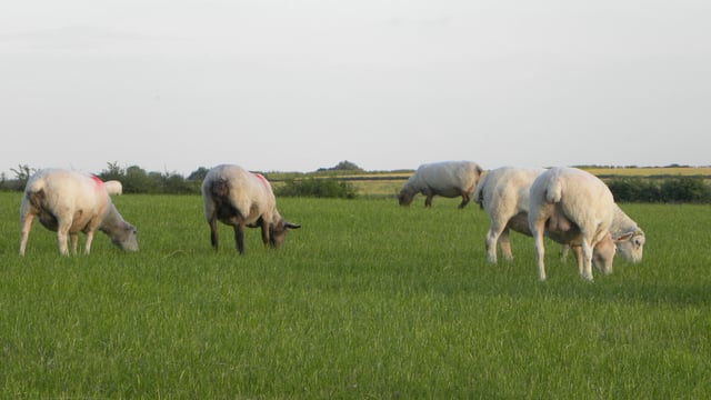 'Sustainable farming needs to be economically viable'