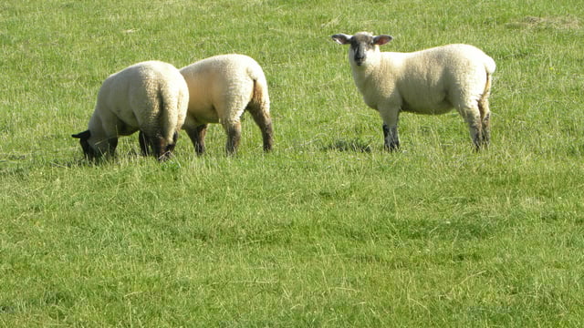 Lamb performance likely to struggle in September