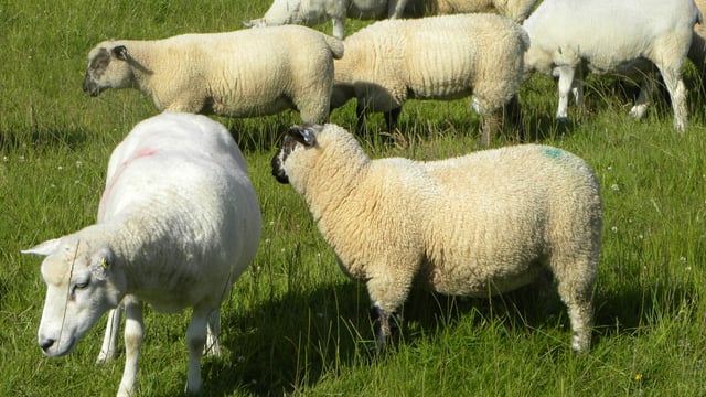 Absence of Libya from market sees live sheep exports slump 72%