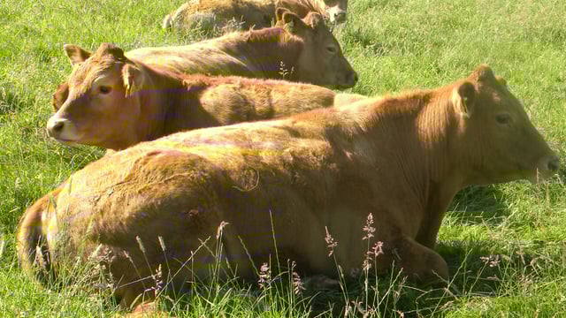 US could account for €100 million of Irish beef exports in 2015