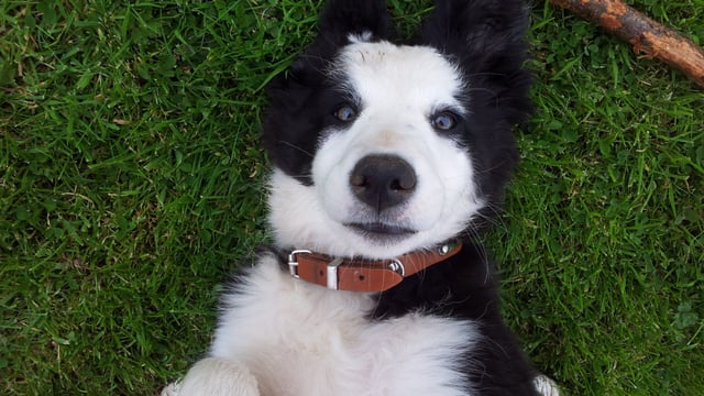 Coveney calls for dog owners to microchip them