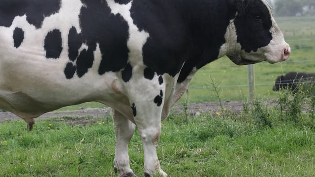 LIC to showcase top bulls at Ploughing