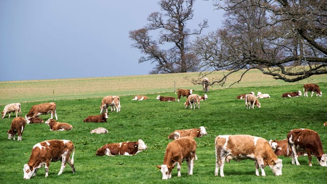 Drystock farmers should focus on what they can control