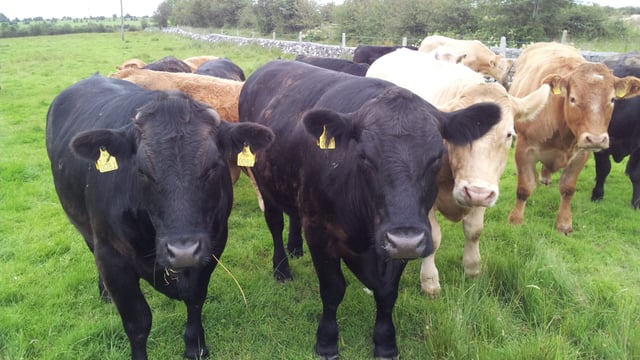 Beef kill: Over 10,000 more cows slaughtered to date