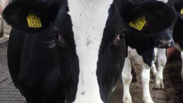 Tweeting cow at the National Ploughing Championships