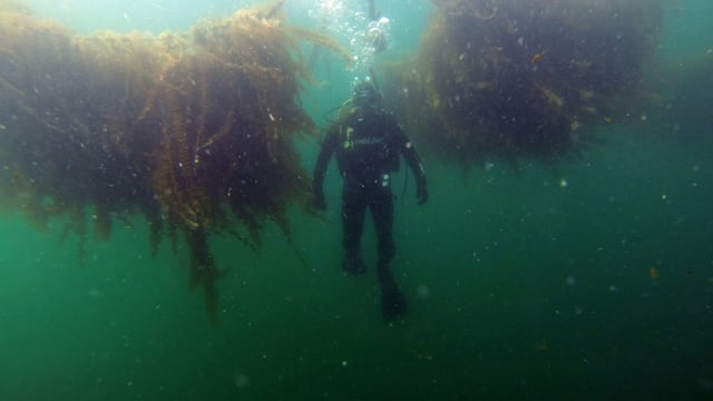 Galway test site for innovative textiles to boost EU seaweed farming
