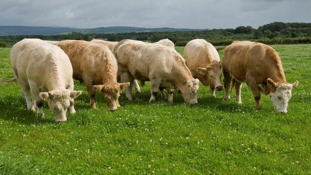 Beef farmers 'determined to exploit weight gain' but ignore UK supermarket specs