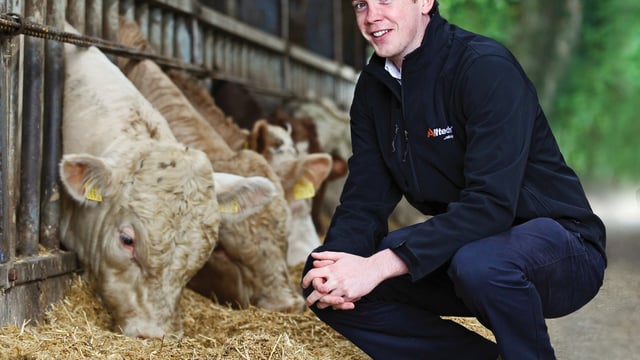 Getting purchased cattle off to the best possible start