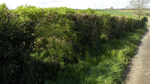 Possible UK derogation to allow for August hedge cutting
