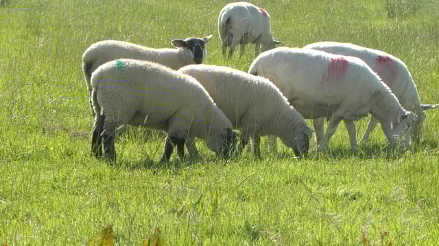 Top sheep farmers rearing 14 lambs/ha - Teagasc