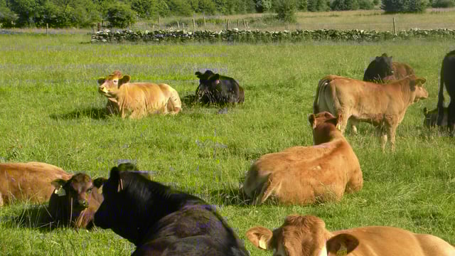 Fluke still affecting 1 in 5 animals despite dry year
