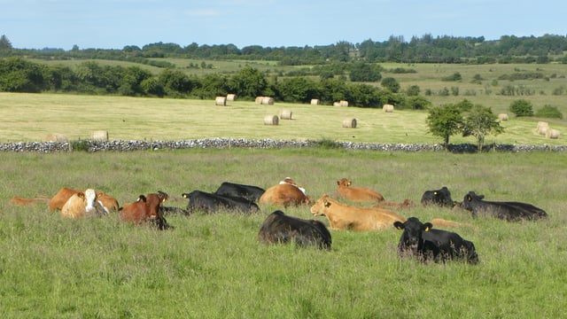 Report recommends Government reduces attractiveness of conacre
