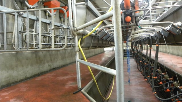 UK processor cuts December milk price to 24p/L