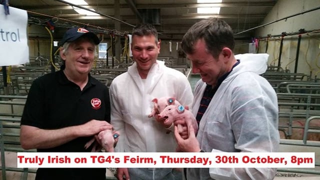 Pig industry features on tonight's Feirm