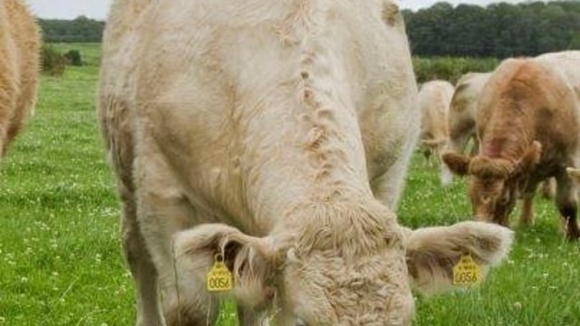 82c/kg beef price gap North and South