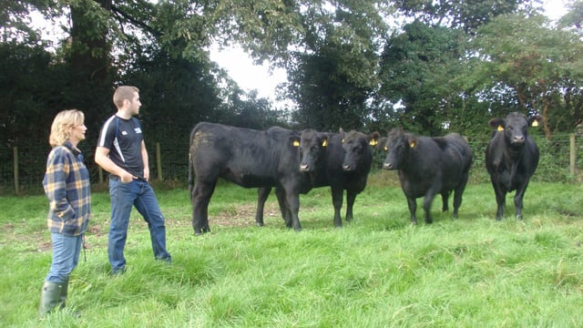 Ease of calving vital for Northern Angus producer