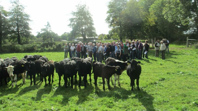 Housing and feed to be focus of DairyBeef 500 webinar