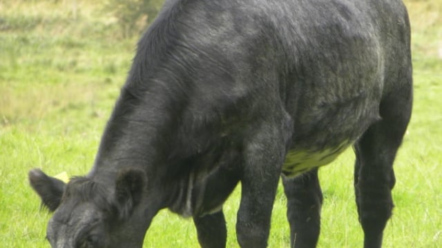 Bord Bia reports improvement in beef trade across key export markets