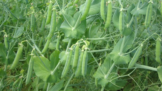 Payment to grow legumes could be on the way