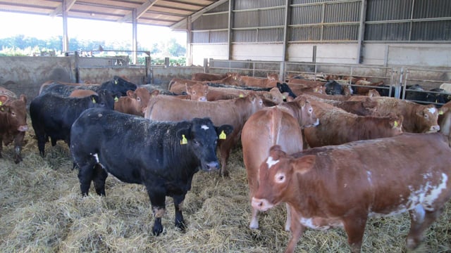 'Irish beef exports to the UK tend to be for standard ranges'