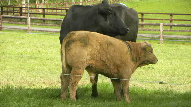 Teagasc says Derrypatrick herd will make €621/ha net profit in 2015