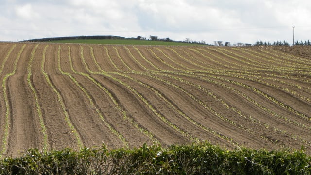 No intention to 'adjust' Tillage Incentive Scheme - McConalogue