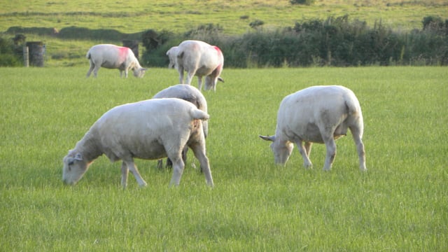 Are your ewes ready for the upcoming breeding season?