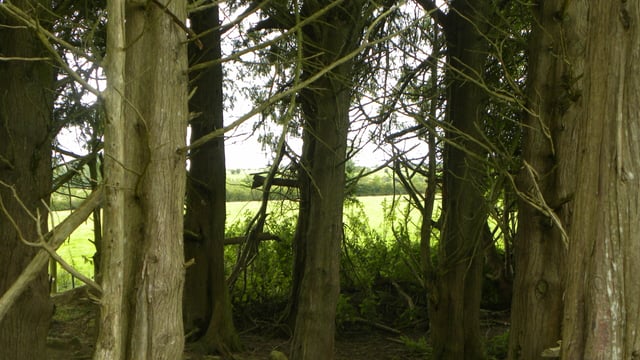 A forest the size of Sligo and Leitrim is needed to tackle Ireland’s global warming targets