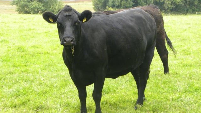 Cutting national herd 'ignores the science and importance of food production'