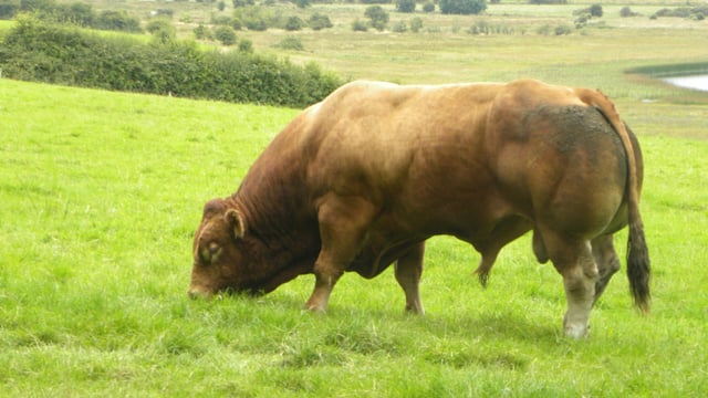 Is your stock bull fit for purpose?