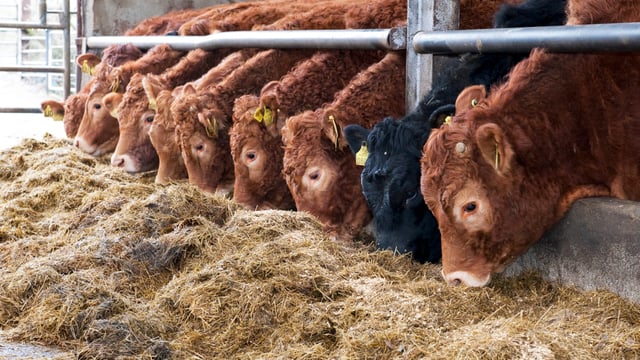 Department of Agriculture warns farmers to remain vigliant on fluke
