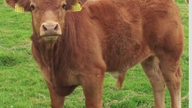 Just 2,388 herds qualify for BVD-negative herd status