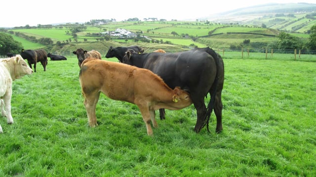 Suckler cow numbers tumble in Northern Ireland