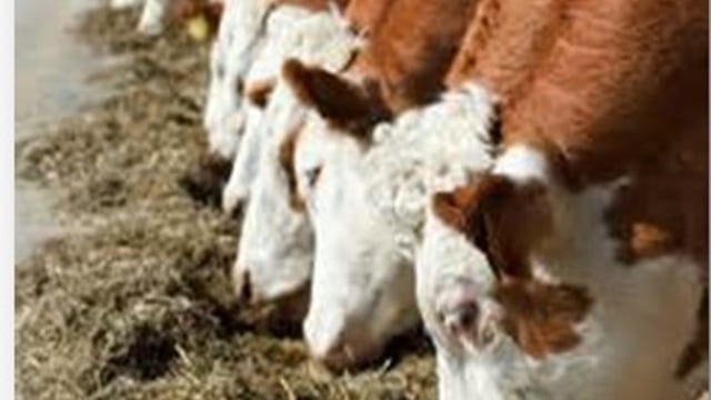 Sinn Fein MEP calls for Irish meat 'cartel' investigation