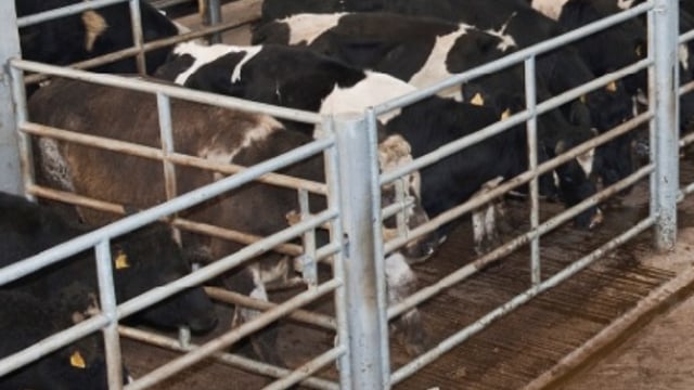 Factories desperately struggling to get numbers this week - IFA