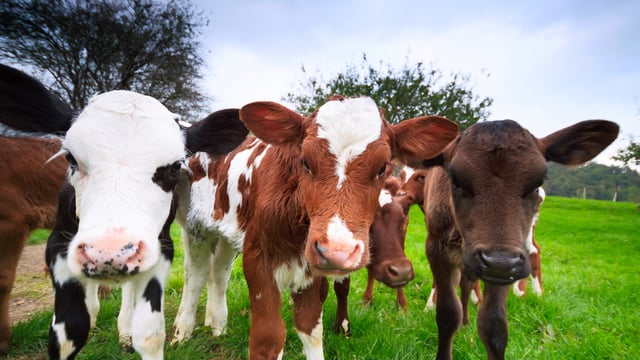 Calf births up 45,893 head as dairy calvings lead the way