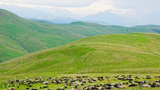 ‘GLAS application system will effectively restrict access to commonage farmers’