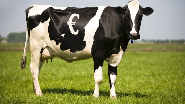 Dairy futures market holds potential but is still in its infancy – ICOS